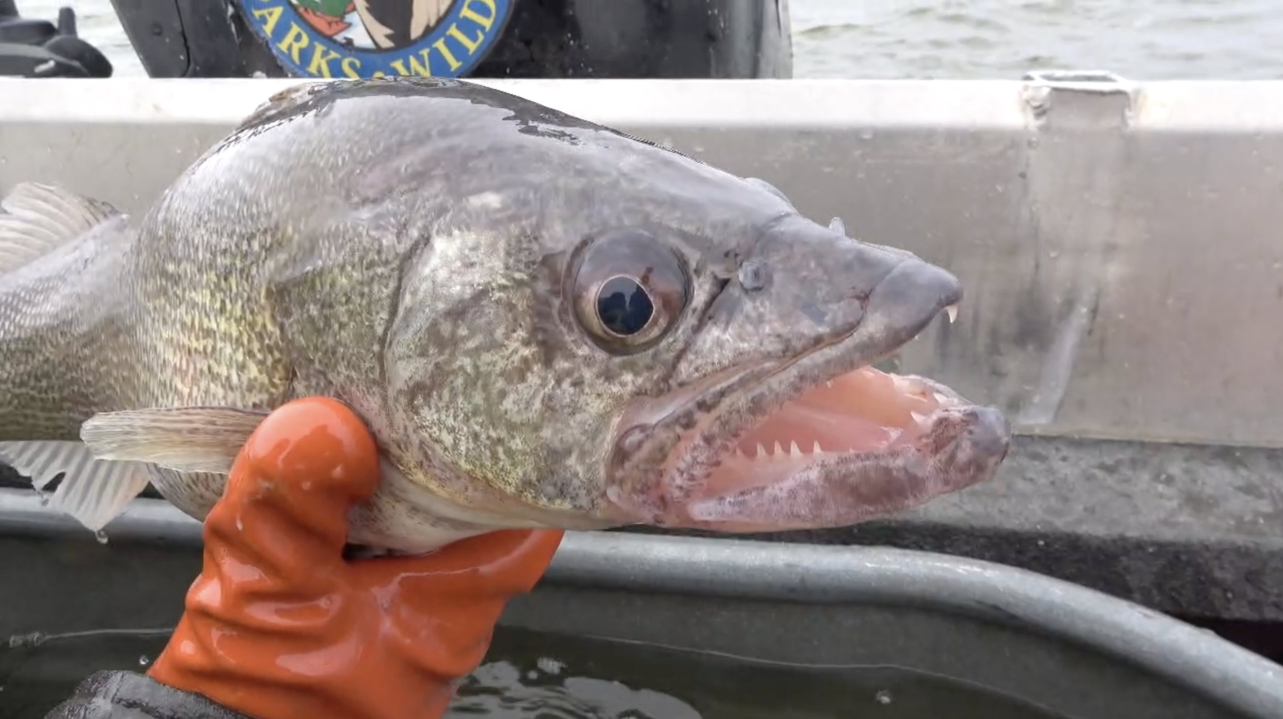 Colorado walleye