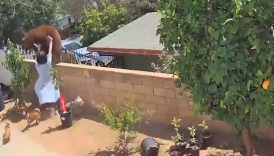 Teen Fights Bear