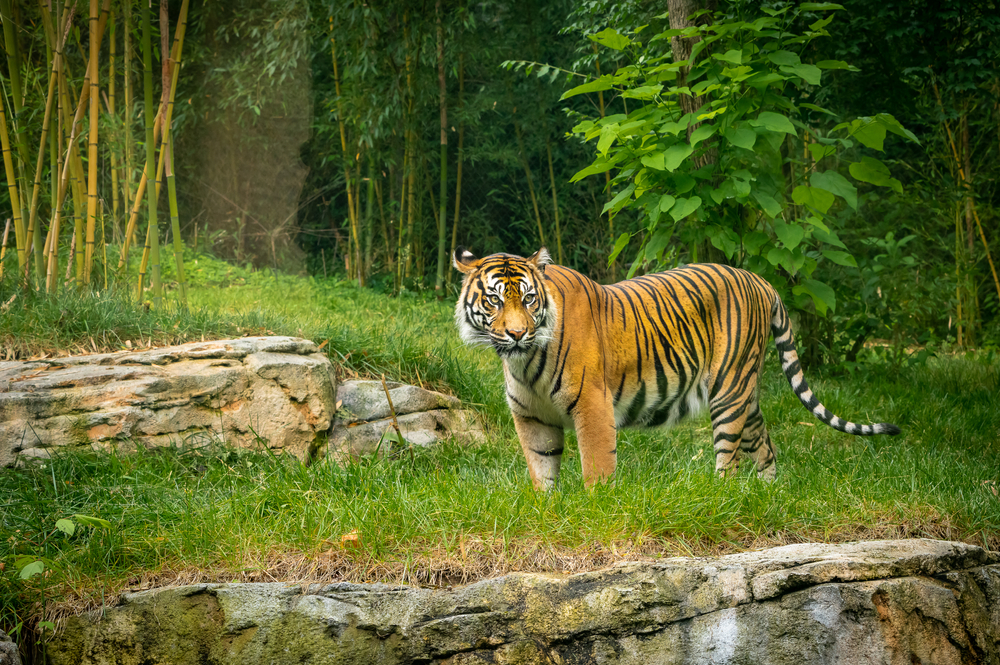 Nashville Zoo 