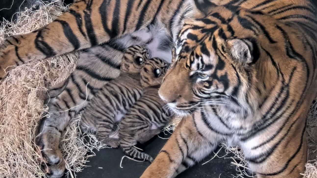 Tiger cubs born at San Diego Zoo Safari Park July 2023