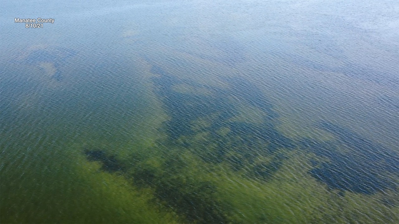 red tide in manatee county (1).jpg