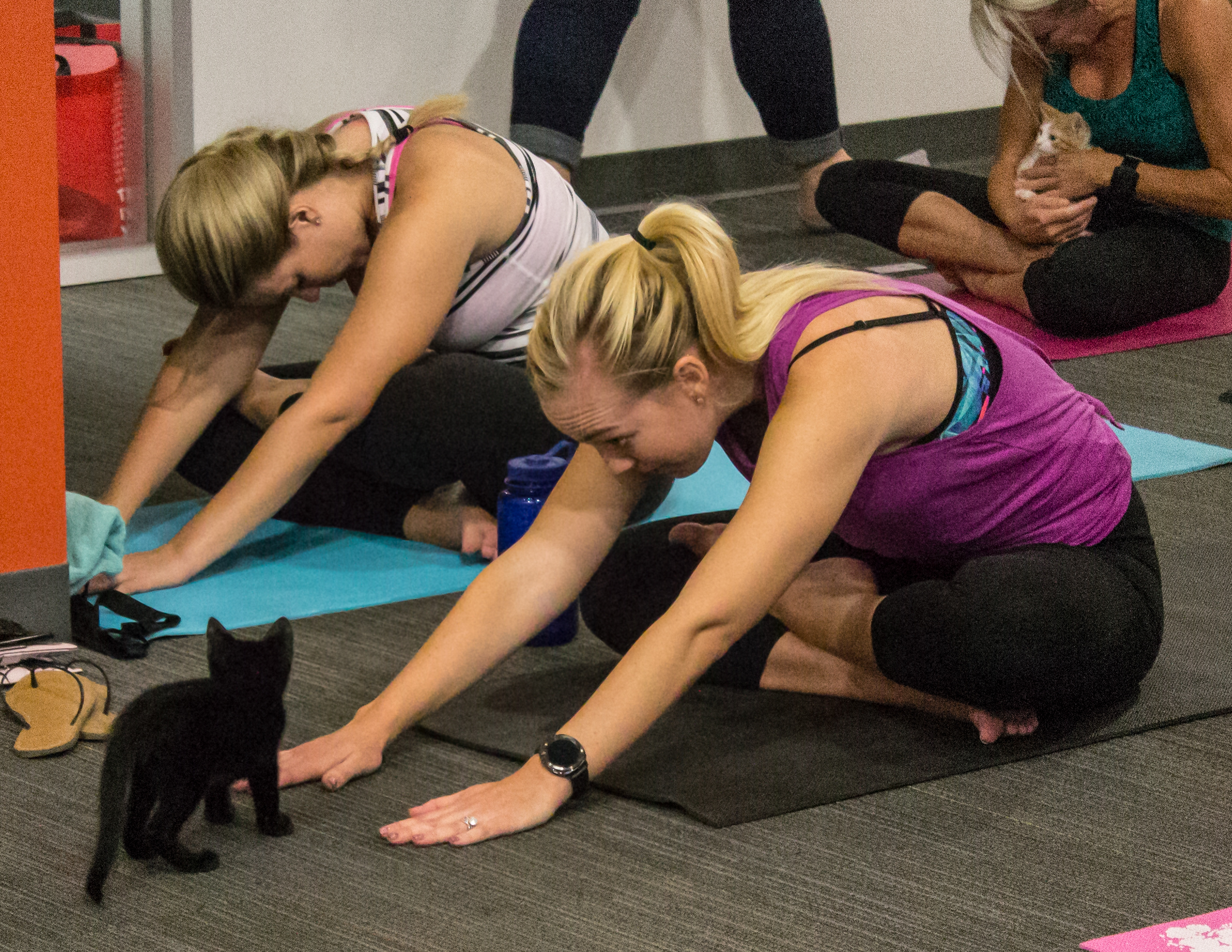 AAWL Kitten Yoga