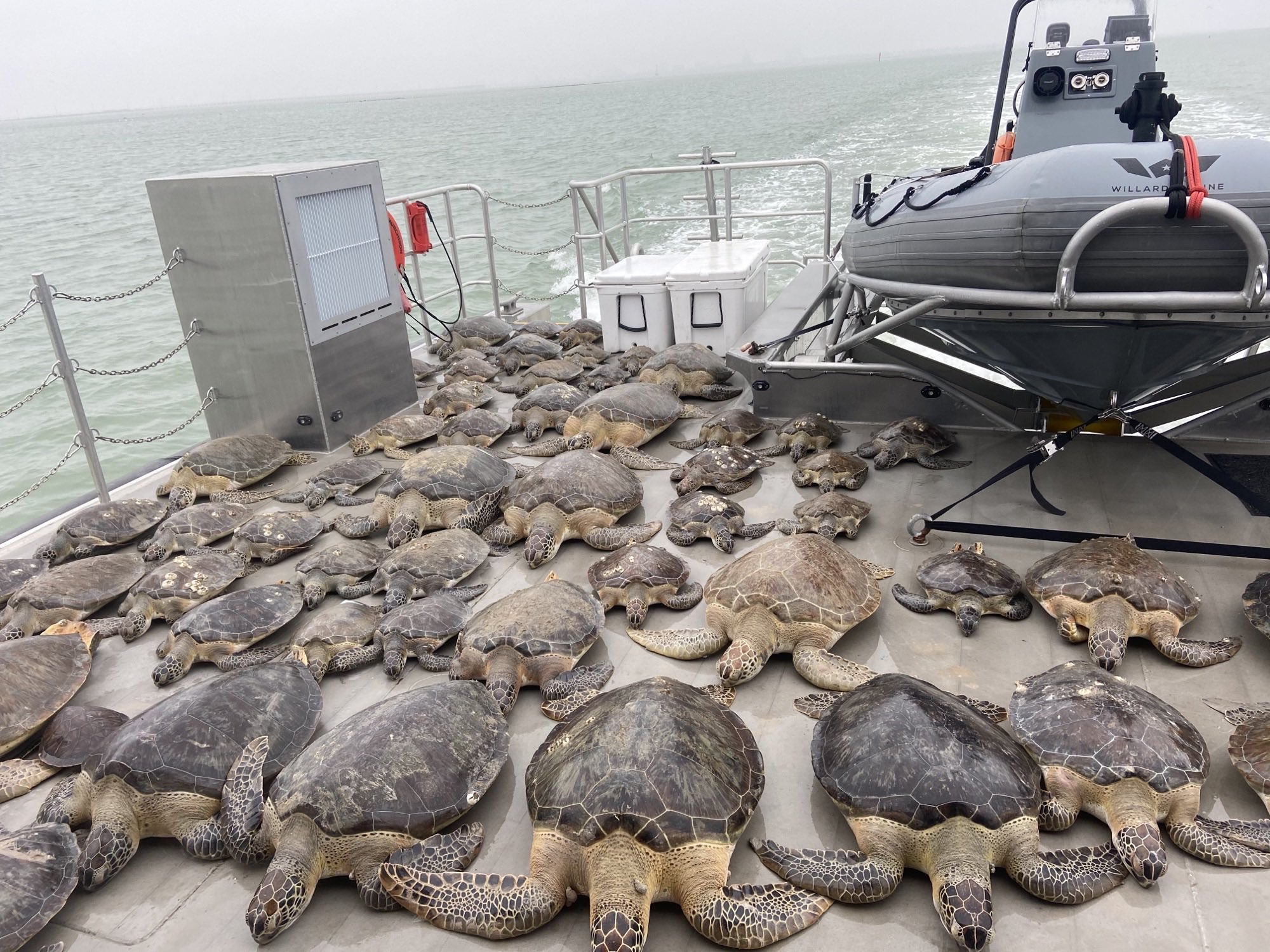 Texas sea turtles.jpg