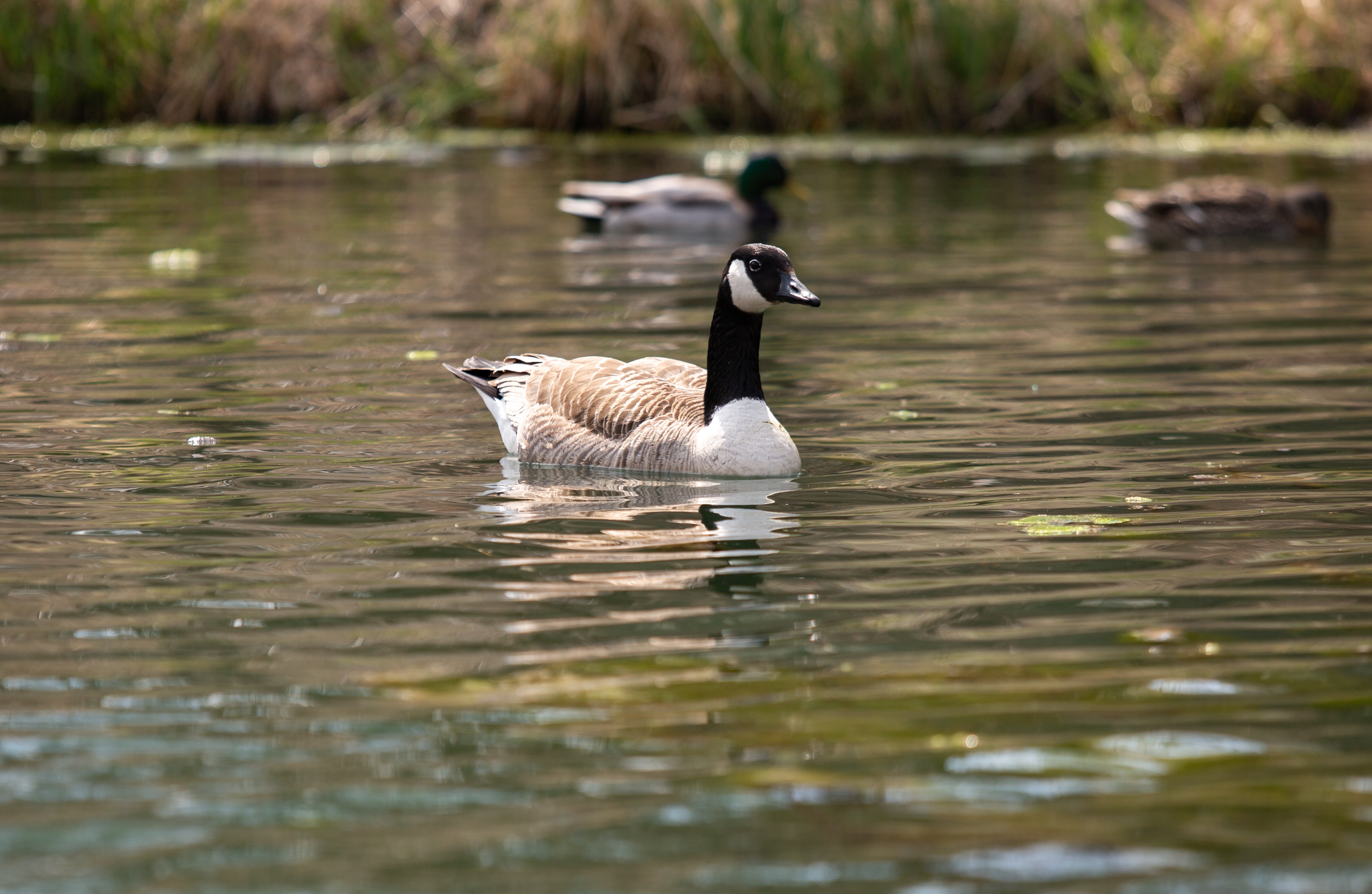 Canada Goose