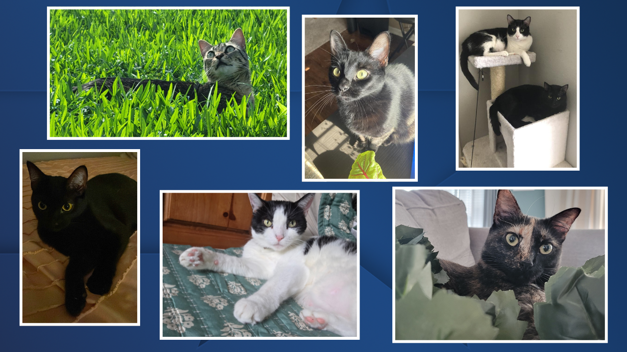 NATIONAL CAT DAY 2025.png