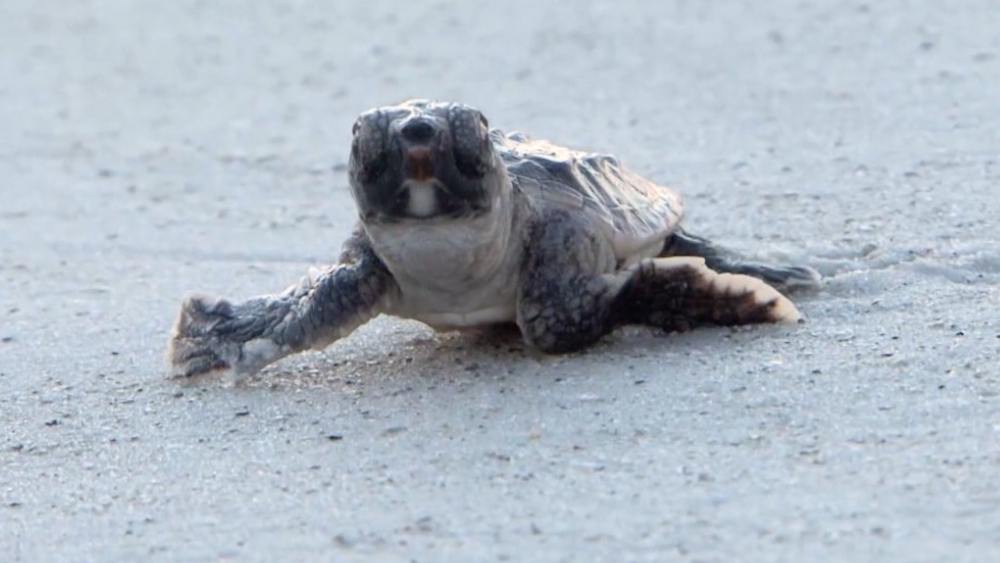 sea turtle hatchling