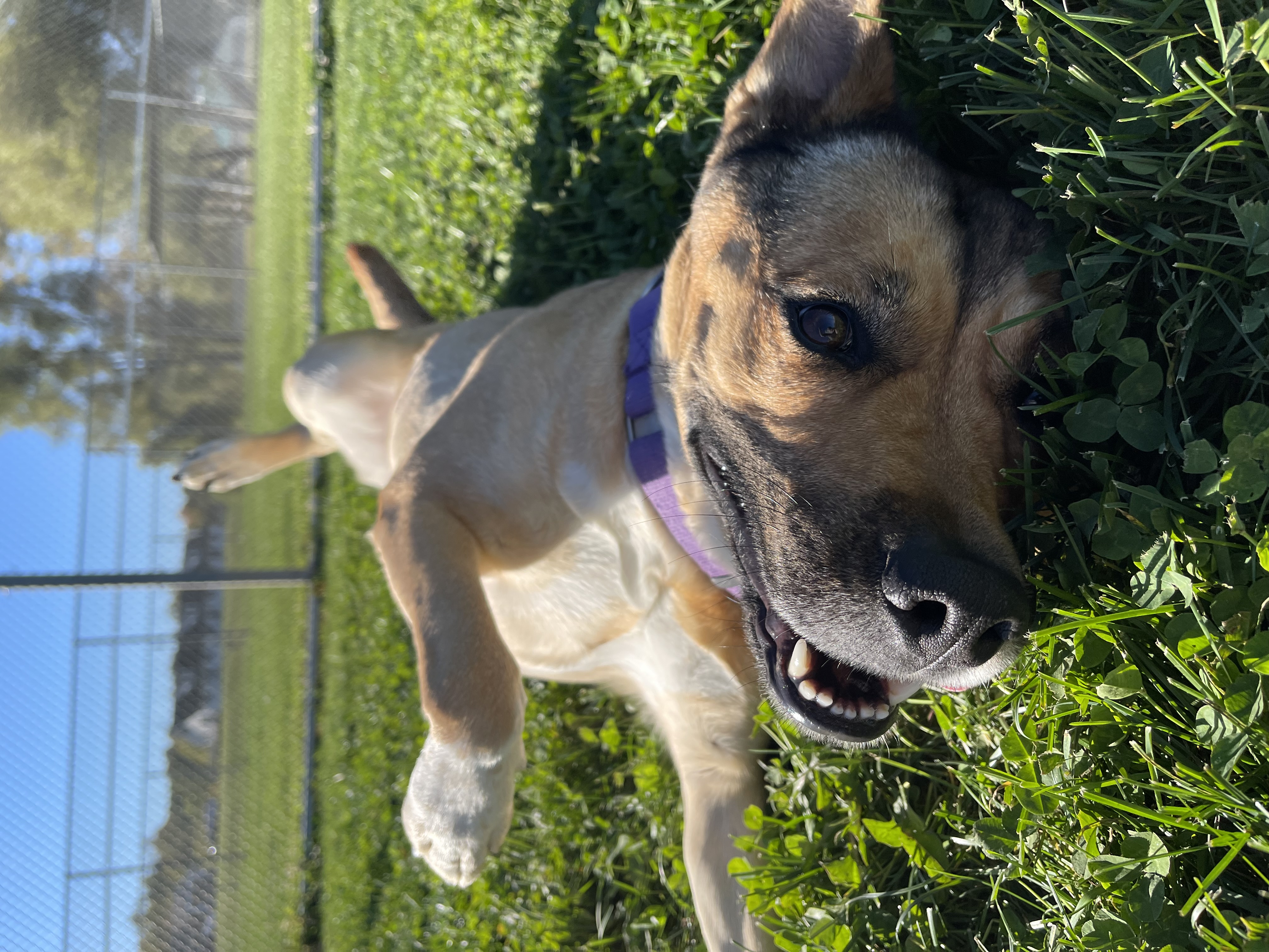 Pet Adoption Tuesday: Meet Astrid!