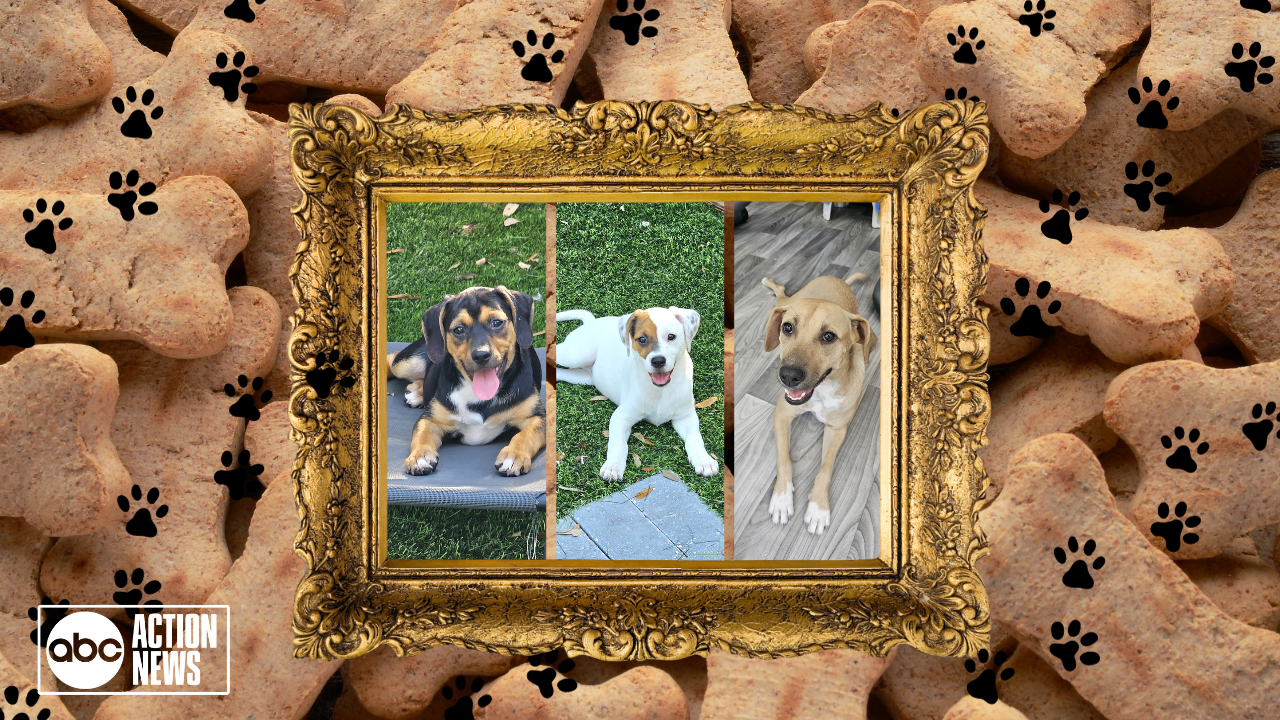 Rescues in Action: Rose, Hera & Athena