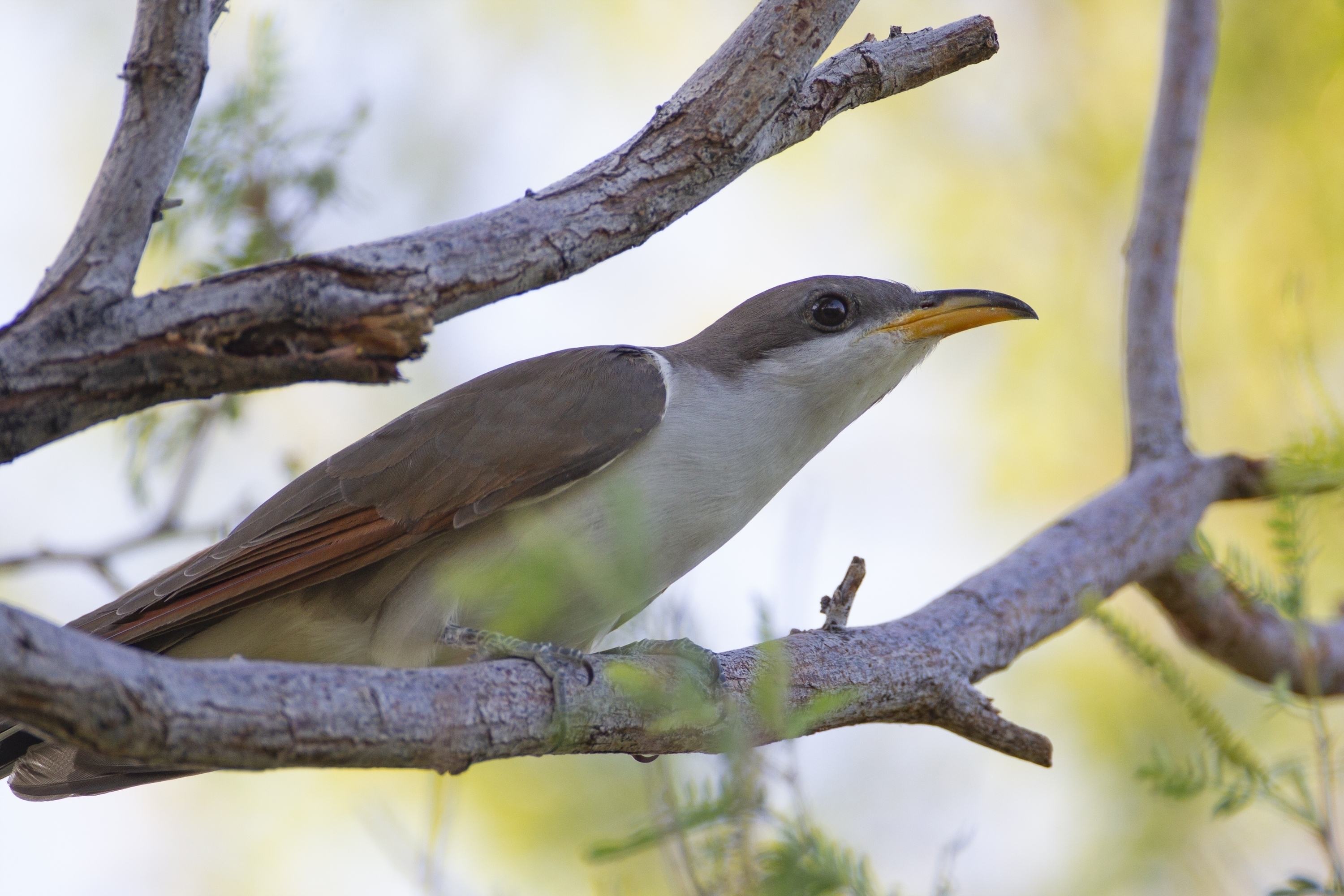 Rare Songbird
