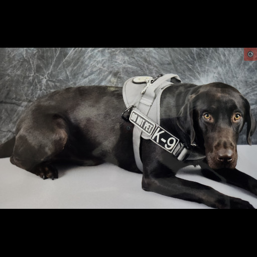 K9 Watson