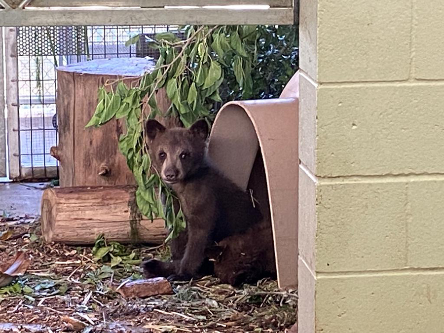bear_cub_rescue2_ramona_wildlife_sdhs_071223.jpg