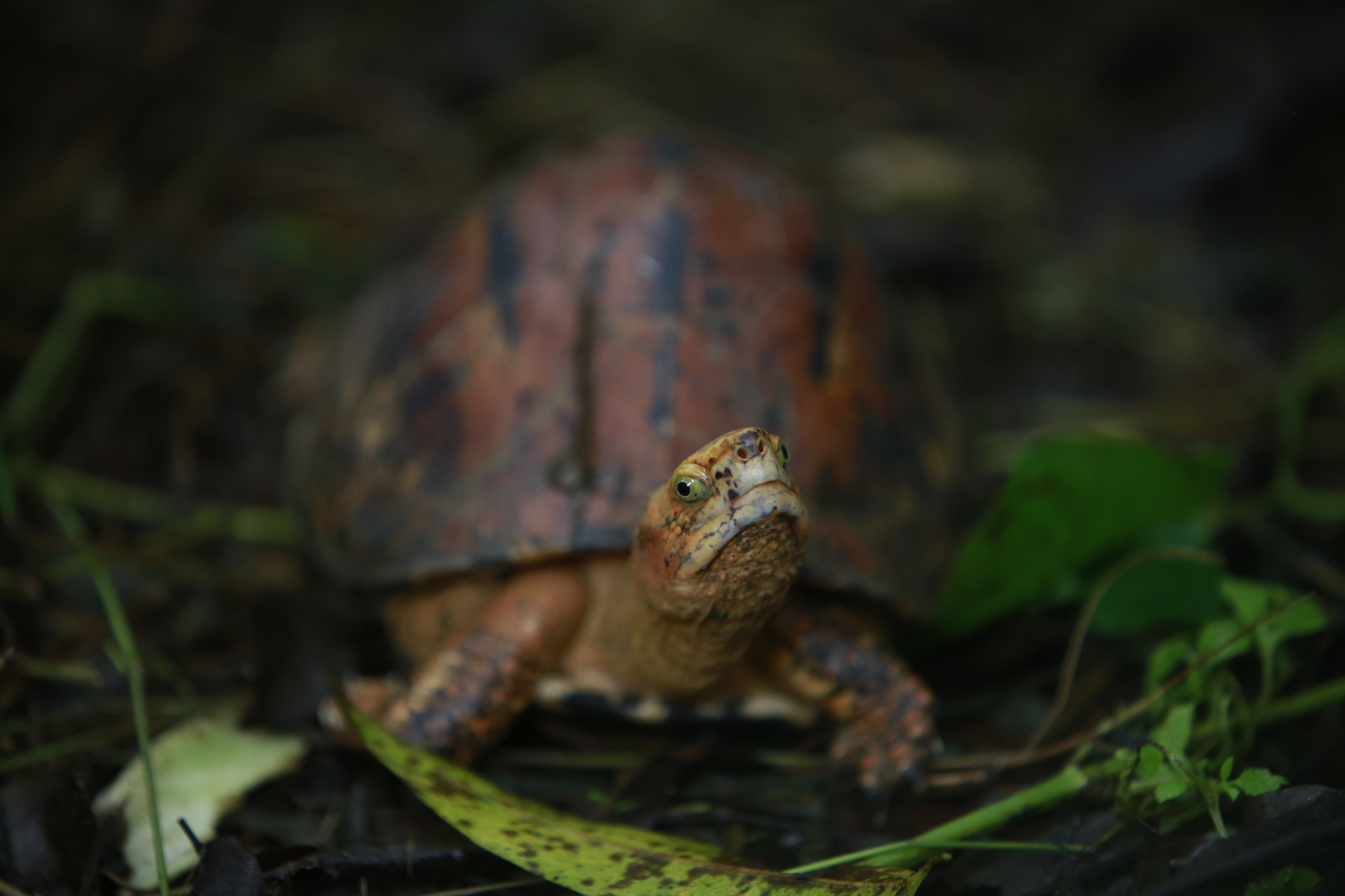 Vietnam Wildlife Trade