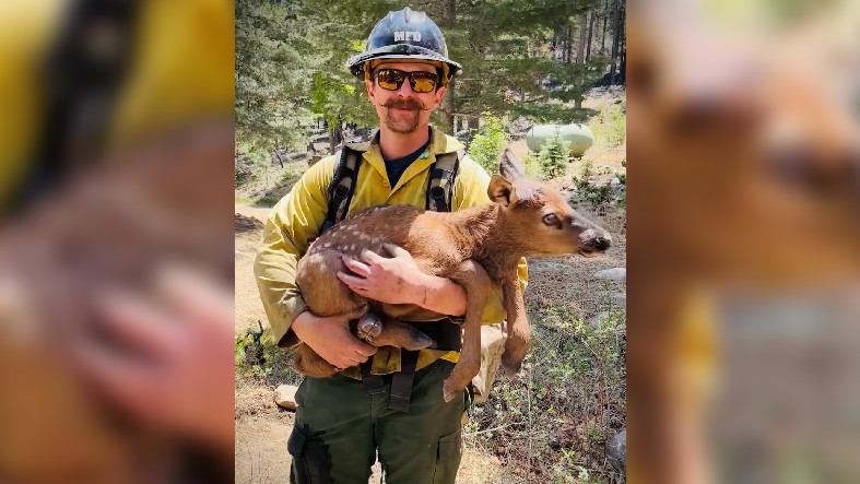 elk calf mfd.jpg