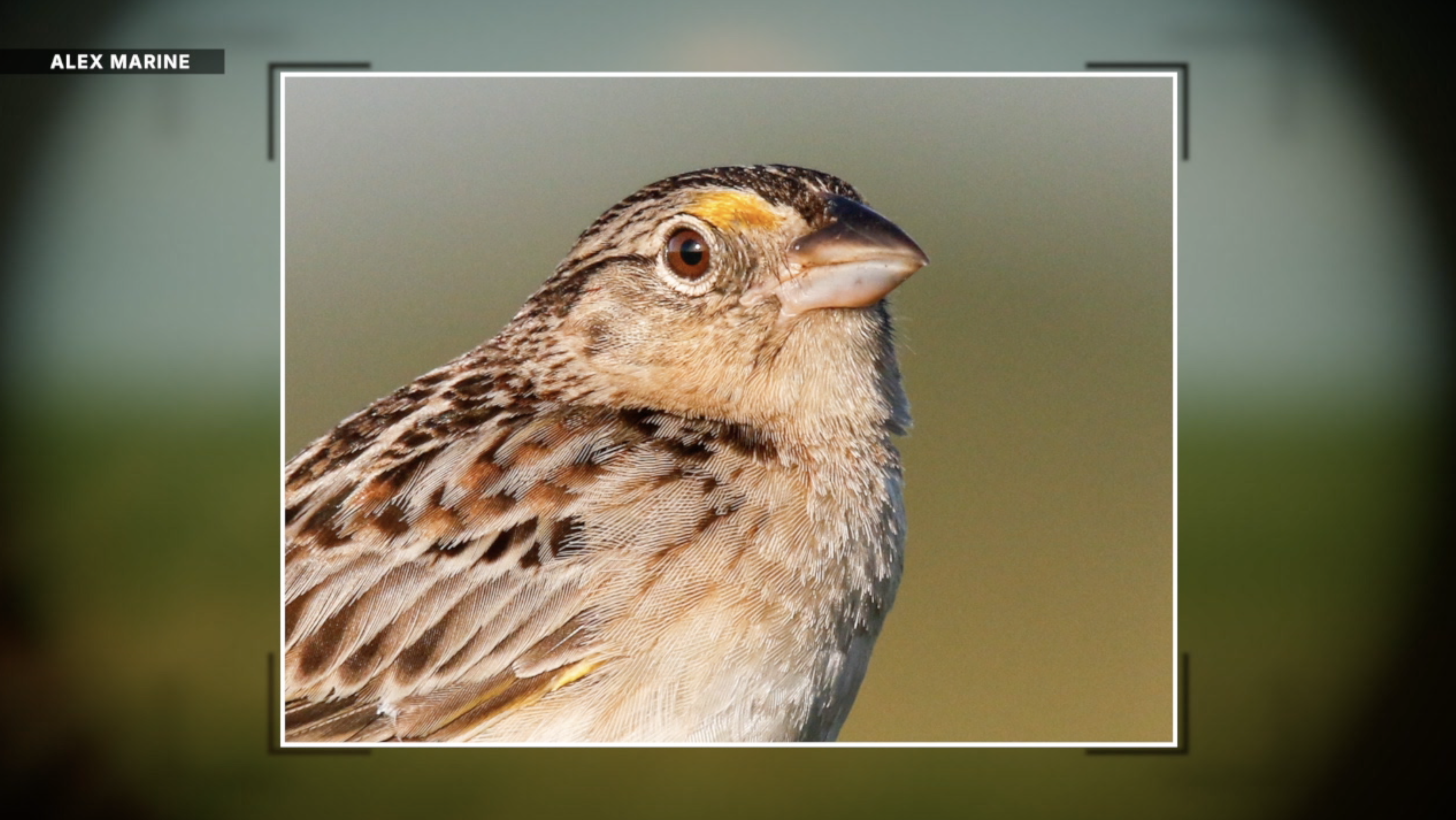 A Florida grasshopper sparrow. 