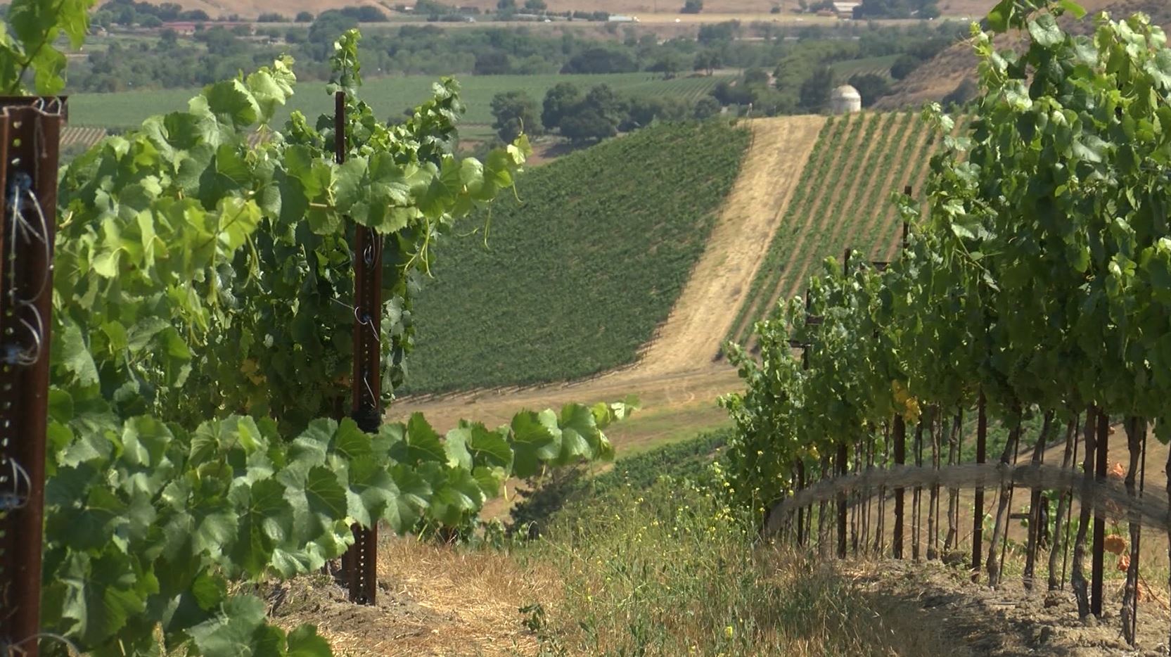 alma rosa vineyard.JPG