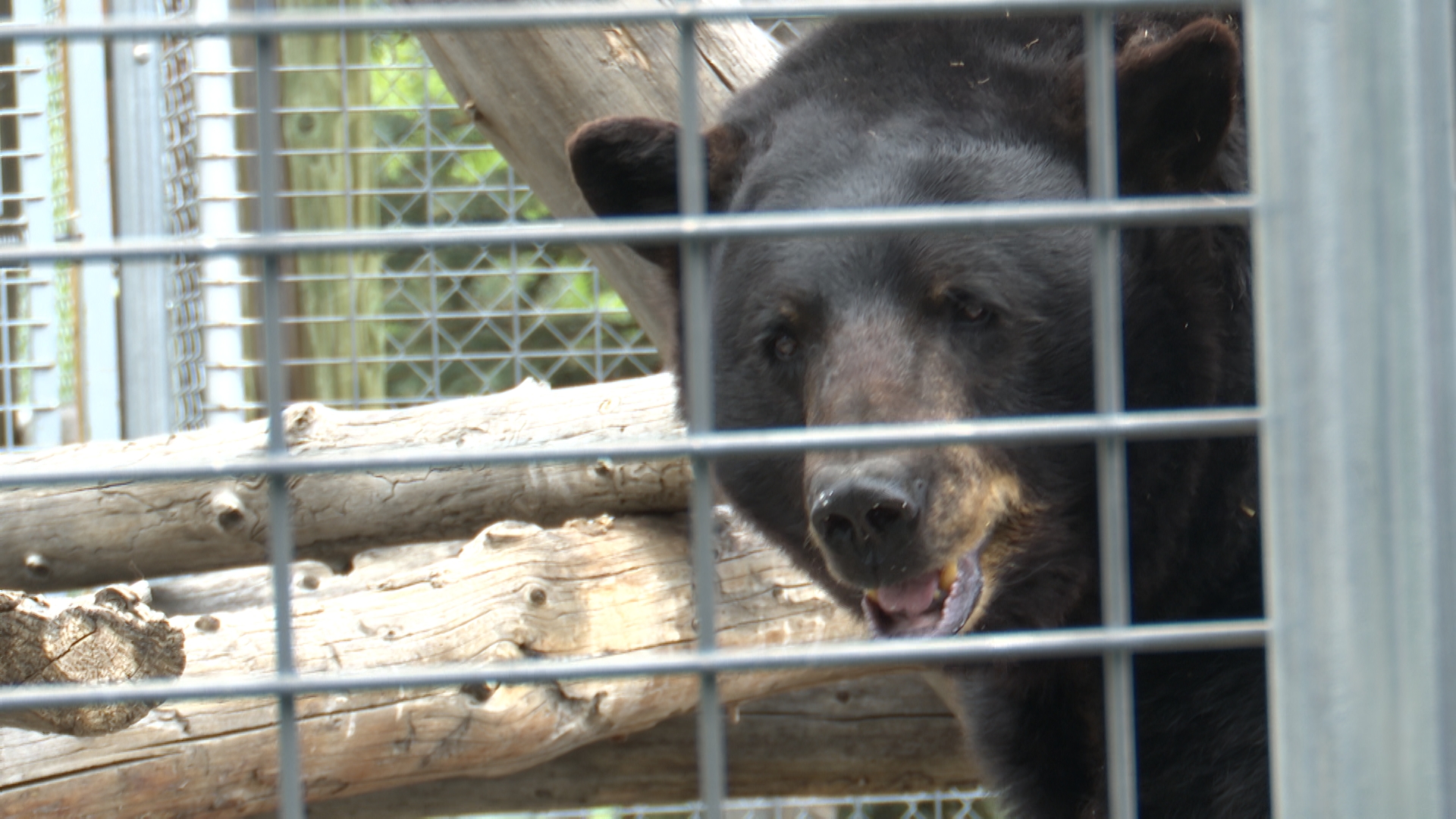 Bluebeary looks into the camera