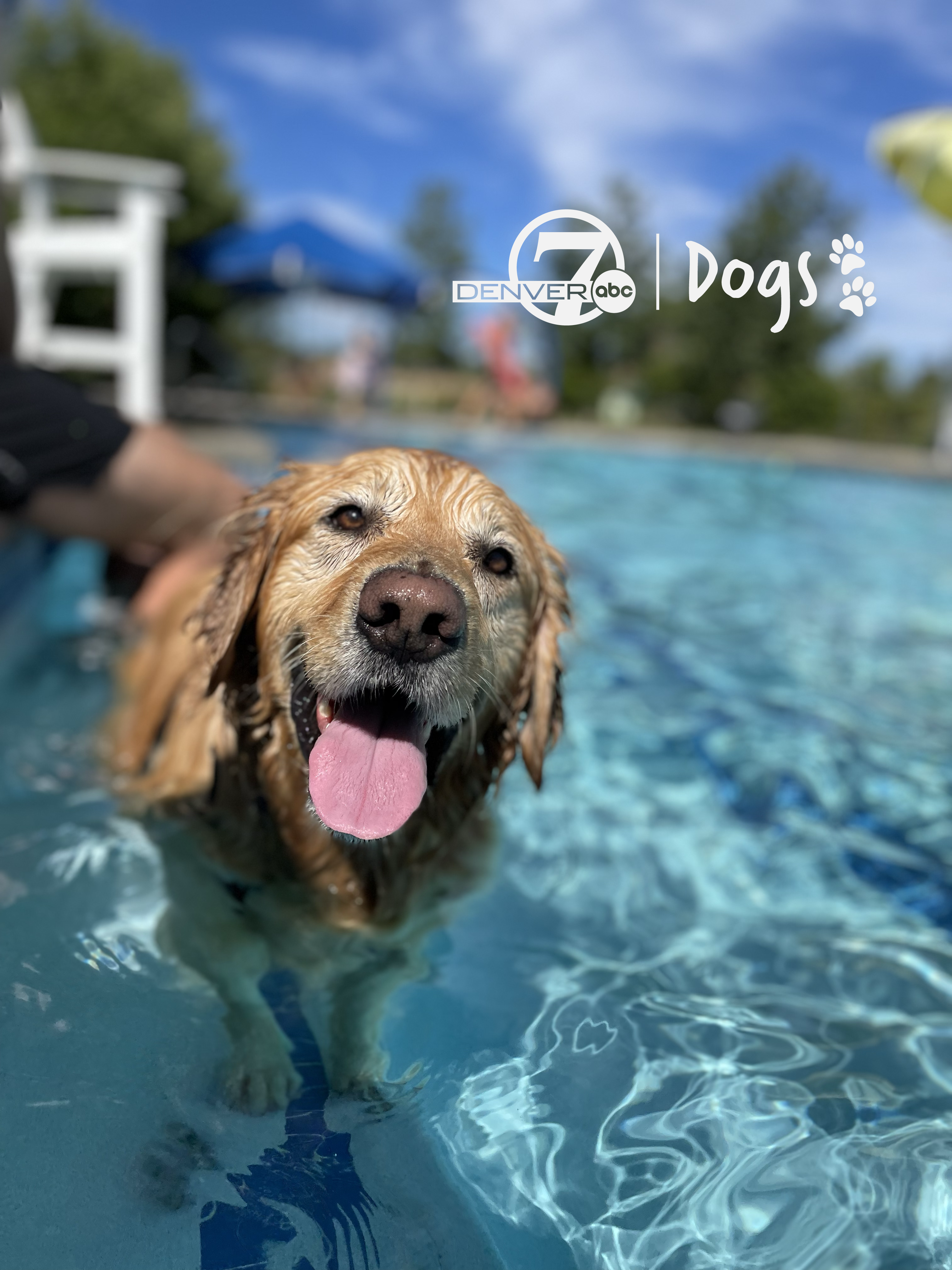 the dog days of summer arent done with us yet a guide to doggie swims from mozarella with denver7 dogs.png