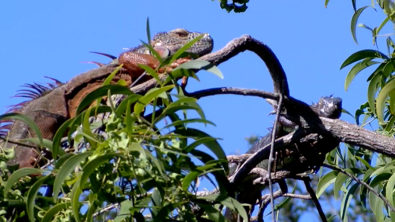 Iguana in tree, Jan. 24, 2022