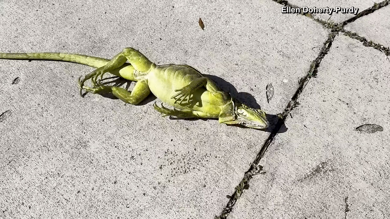 A cold snap swept into Florida overnight. It was so cold that some iguanas started to "freeze" and fall from the trees. This one was taken by a resident in Port Charlotte, Florida, where the low dipped into the 30s on Nov. 11, 2025.