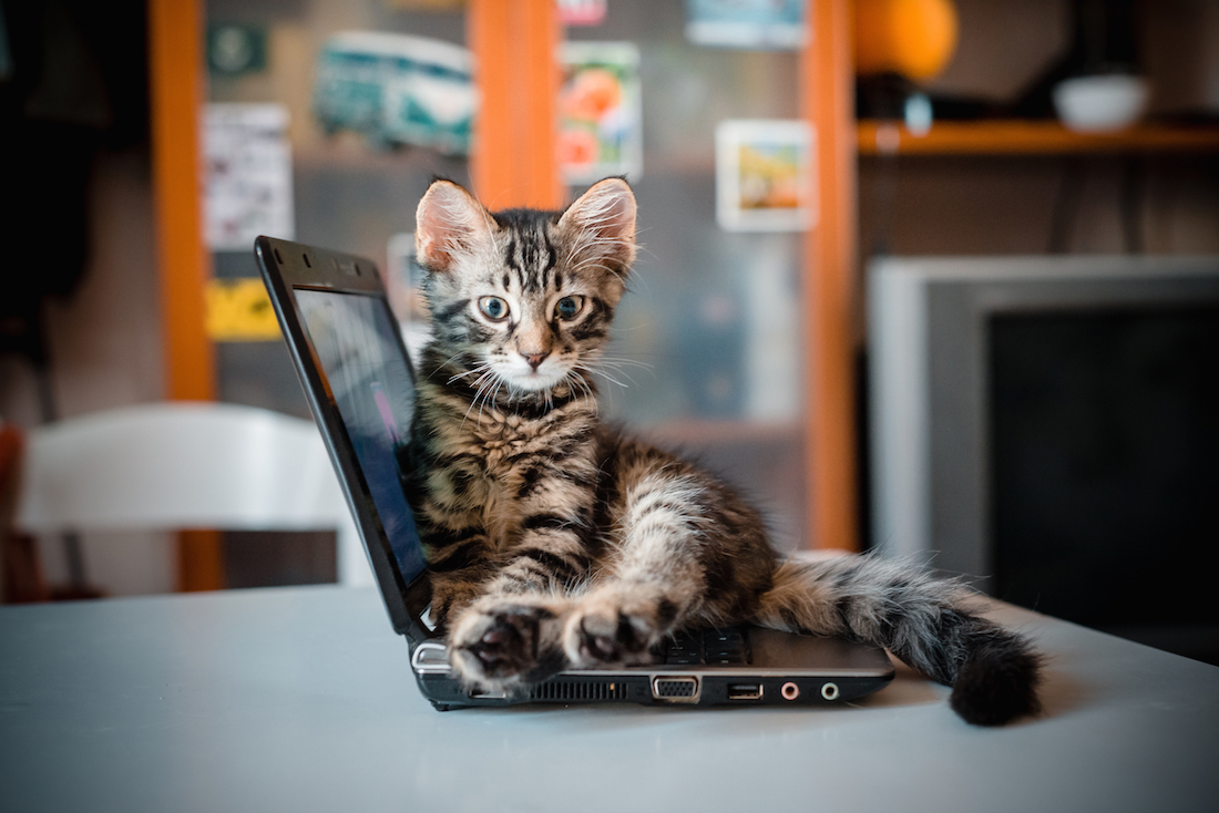 New study finds humans can communicate with cats by blinking slowly