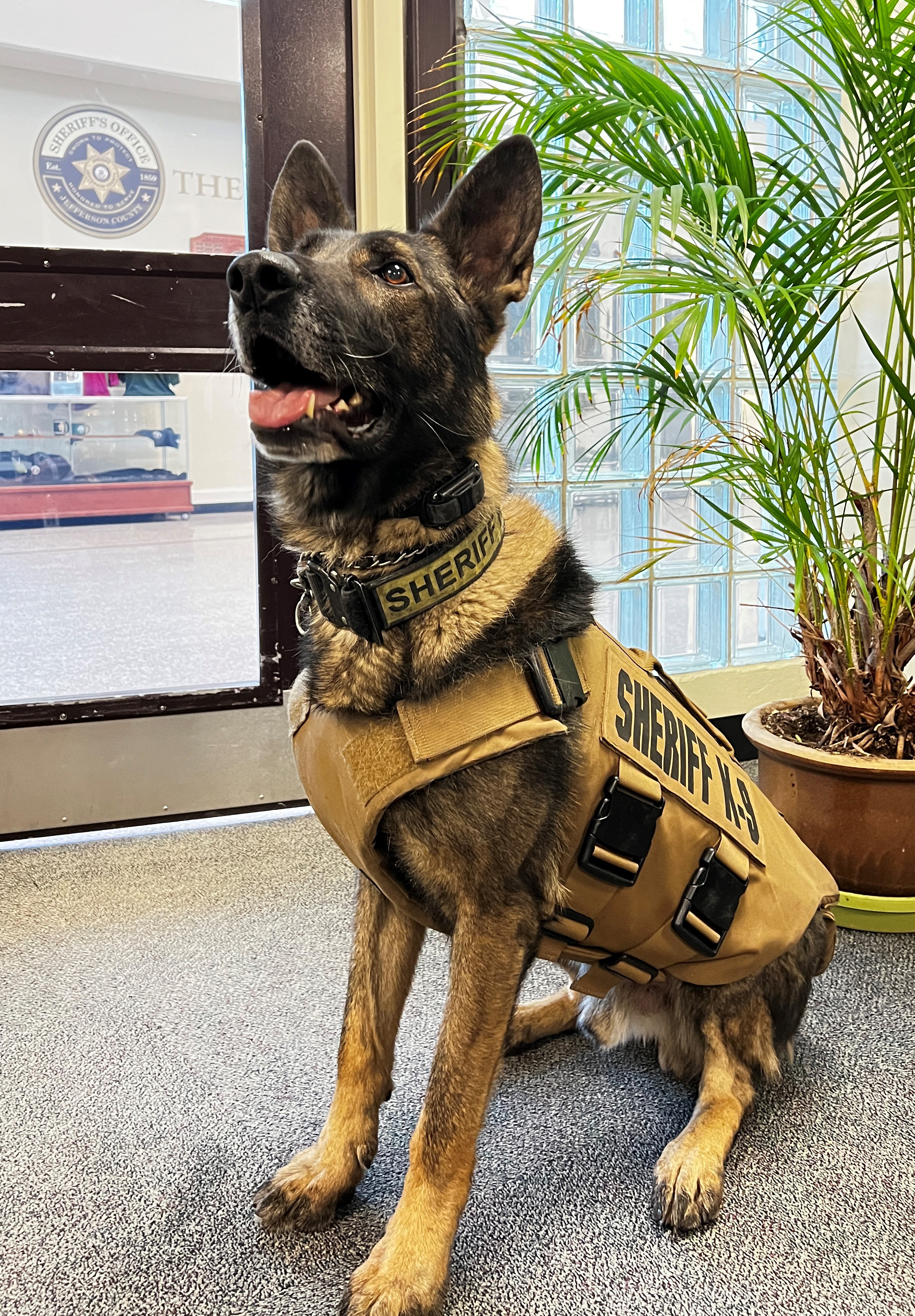 JCSO K9 Graffit