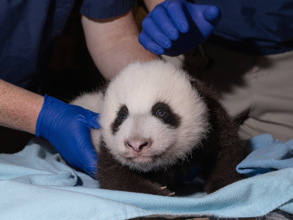Smithsonian National Zoo needs help naming its newest panda cub