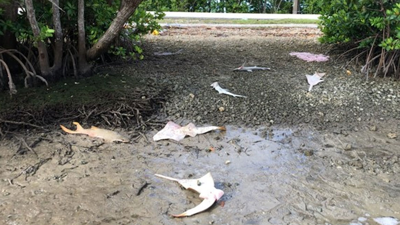 Dead sawfish and two dead bonnethead sharks