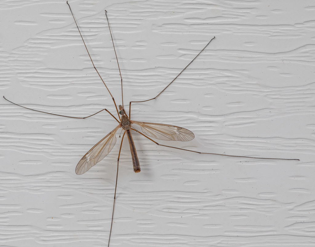 Crane Fly