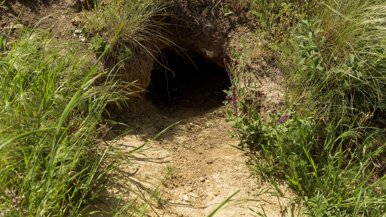 Groundhog burrow