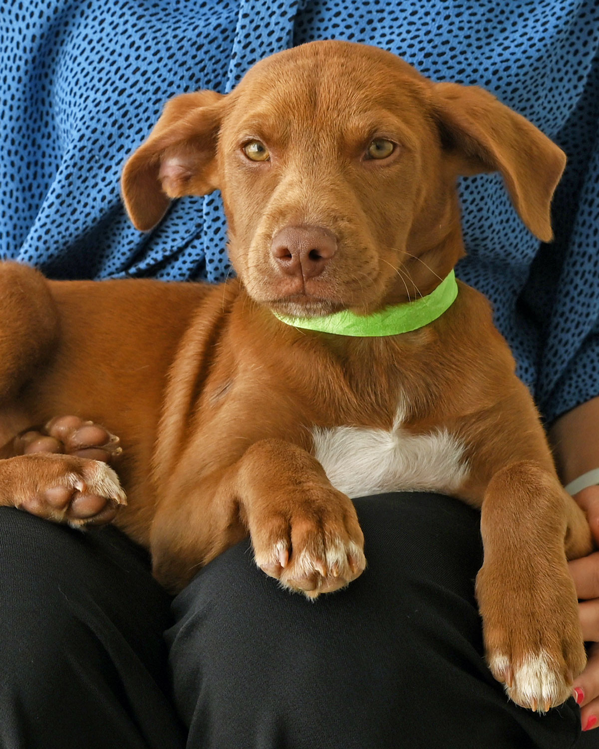 Pet of the Week: Edward