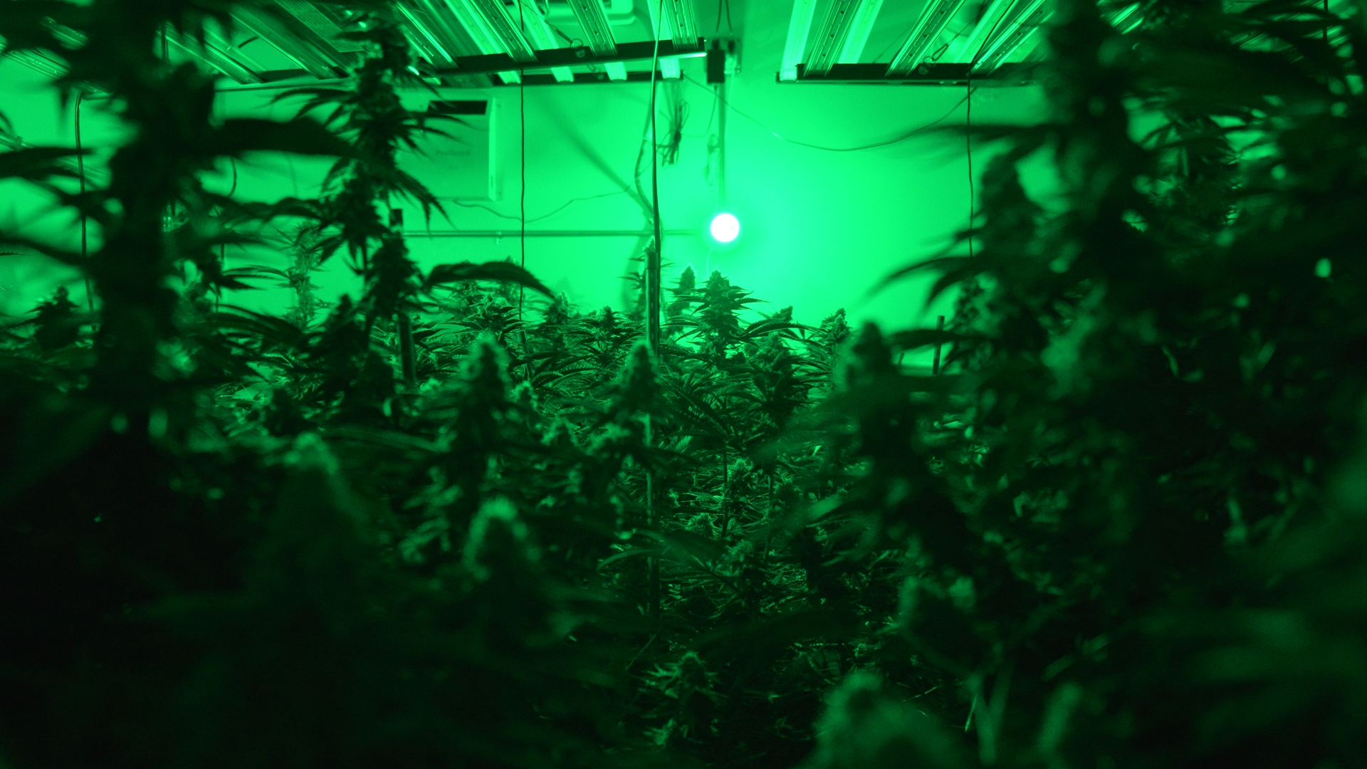 Cannabis Grow Room 