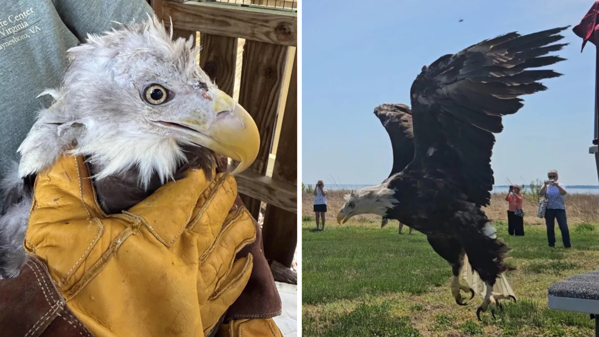 Wildlife Center of Virginia