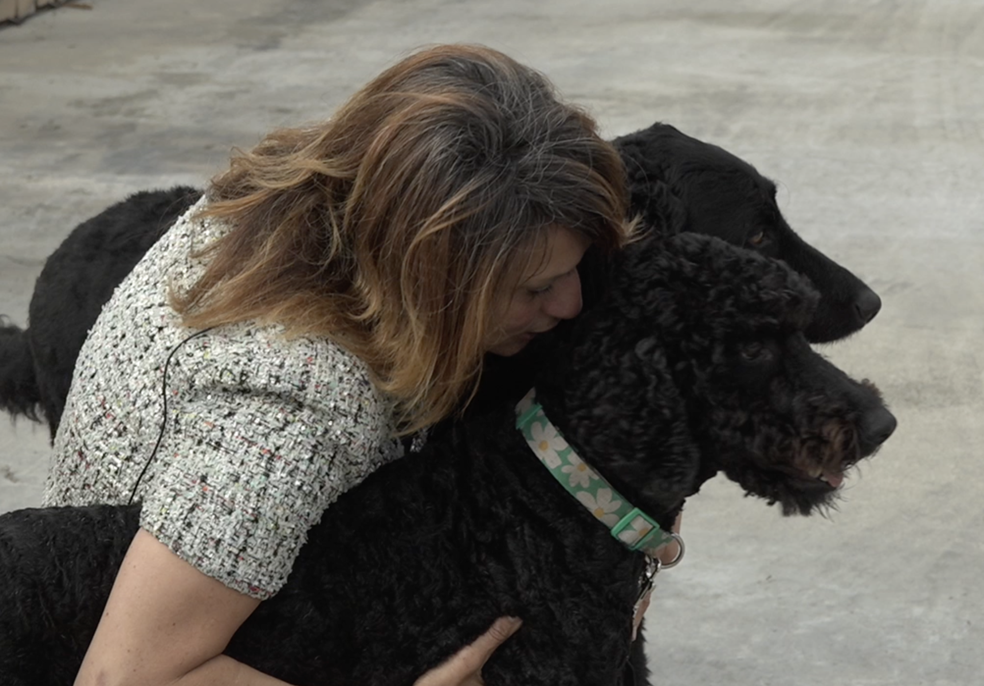 Encinitas woman reunited with her Labradoodles taken from parked car