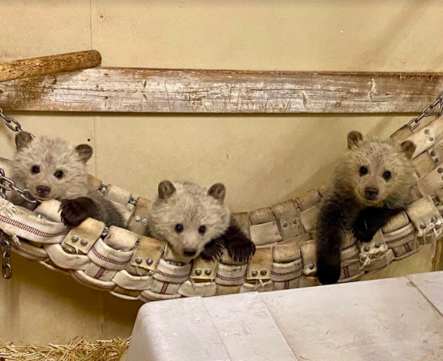 Bearizona new cubs
