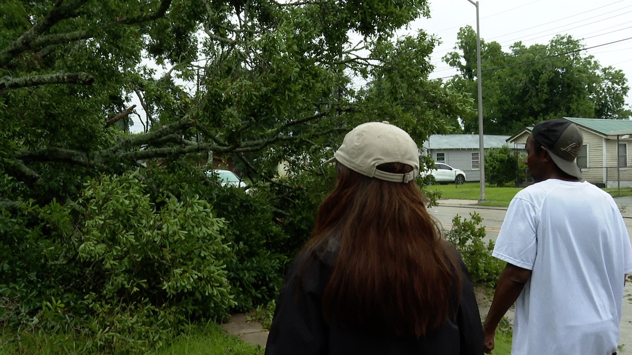Tree on E. Pinhook Rd.