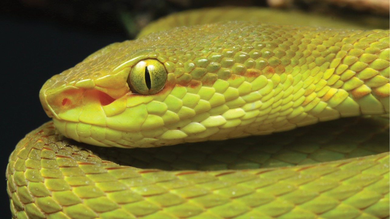 Scientists name newly discovered snake after Harry Potter's Salazar Slytherin