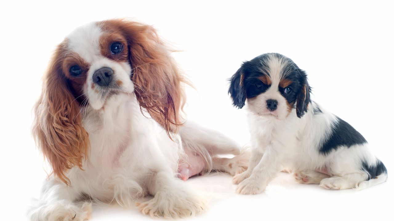 cavaliers of castlemar puppy mill