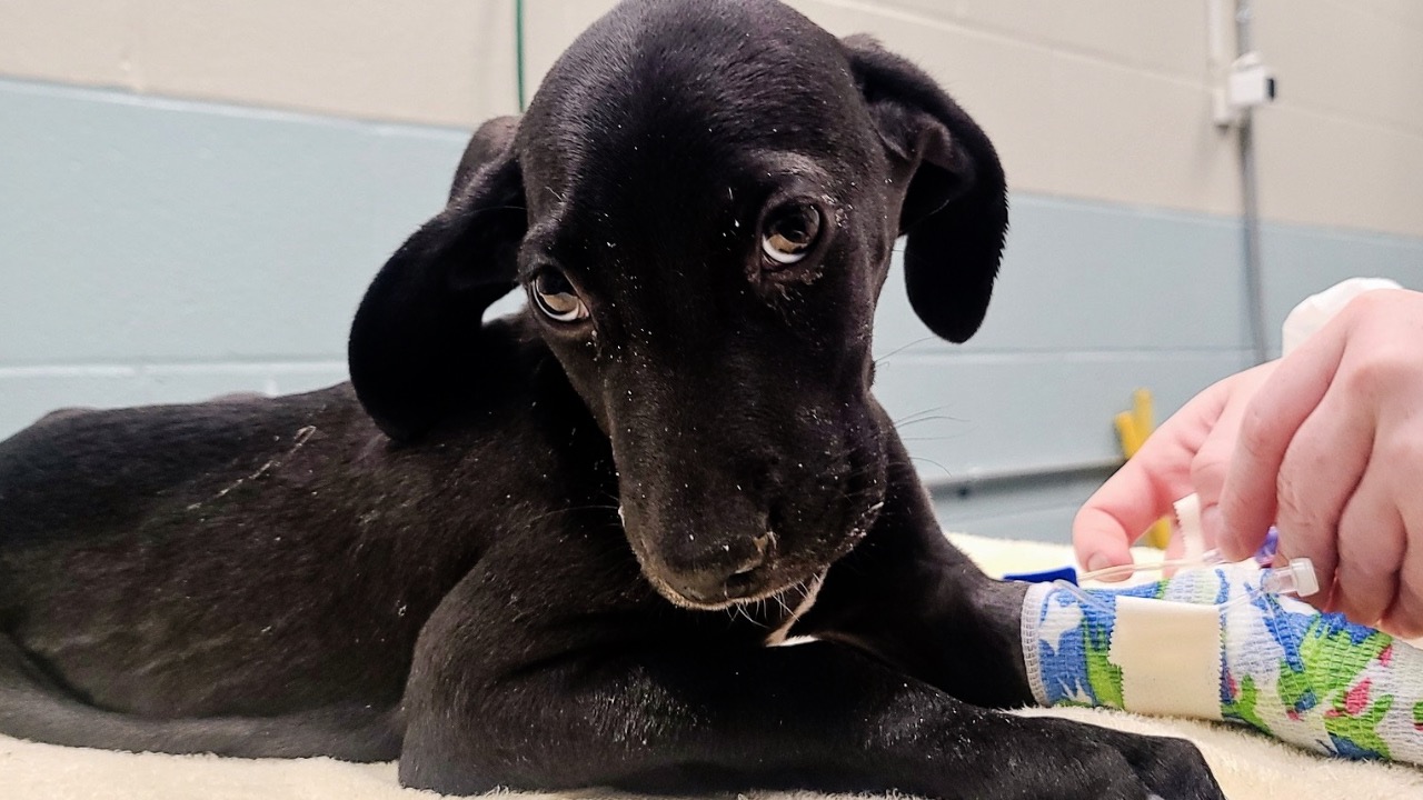 Puppy with parvovirus.jpg