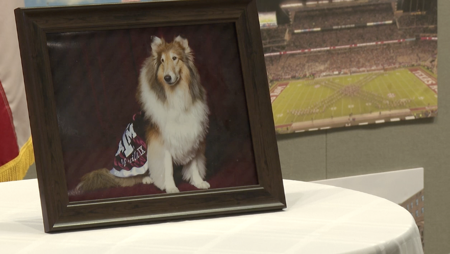 Texas A&M community says final goodbye to beloved mascot Reveille IX