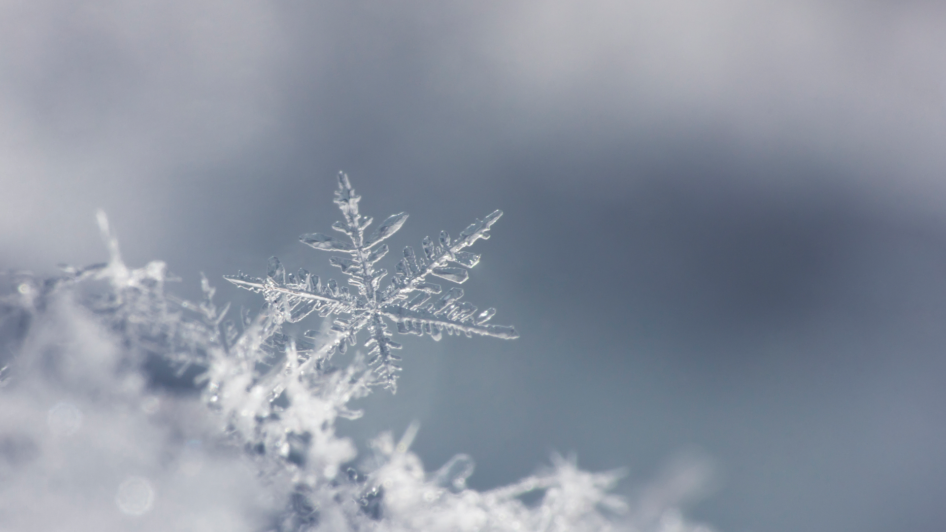 WX Single snowflake.png