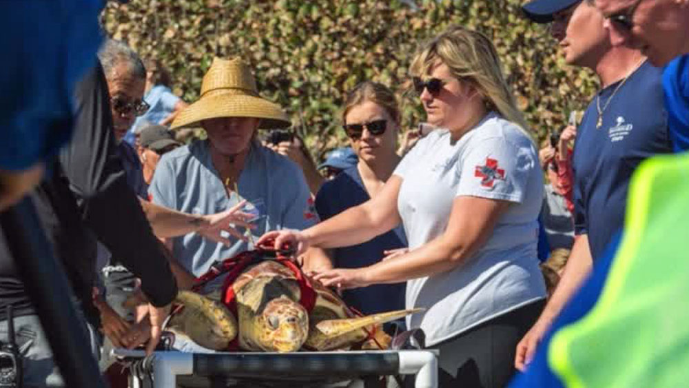 wptv-turtle-release-photo--Matt-Hayes..jpg