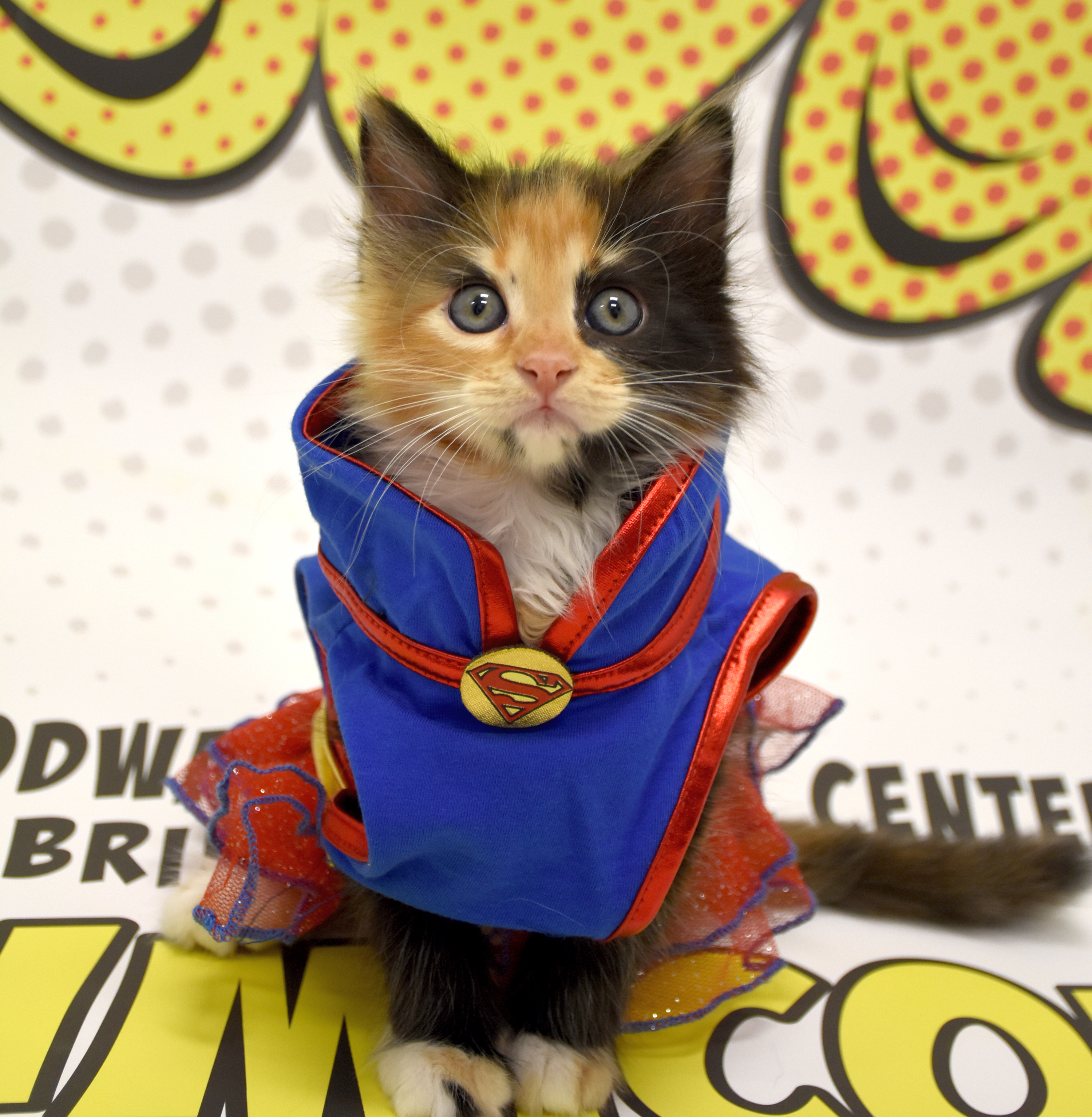 SuperKitten.jpg