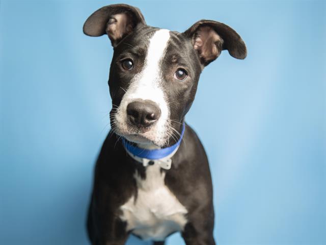 Benny Boy 603646.jpg