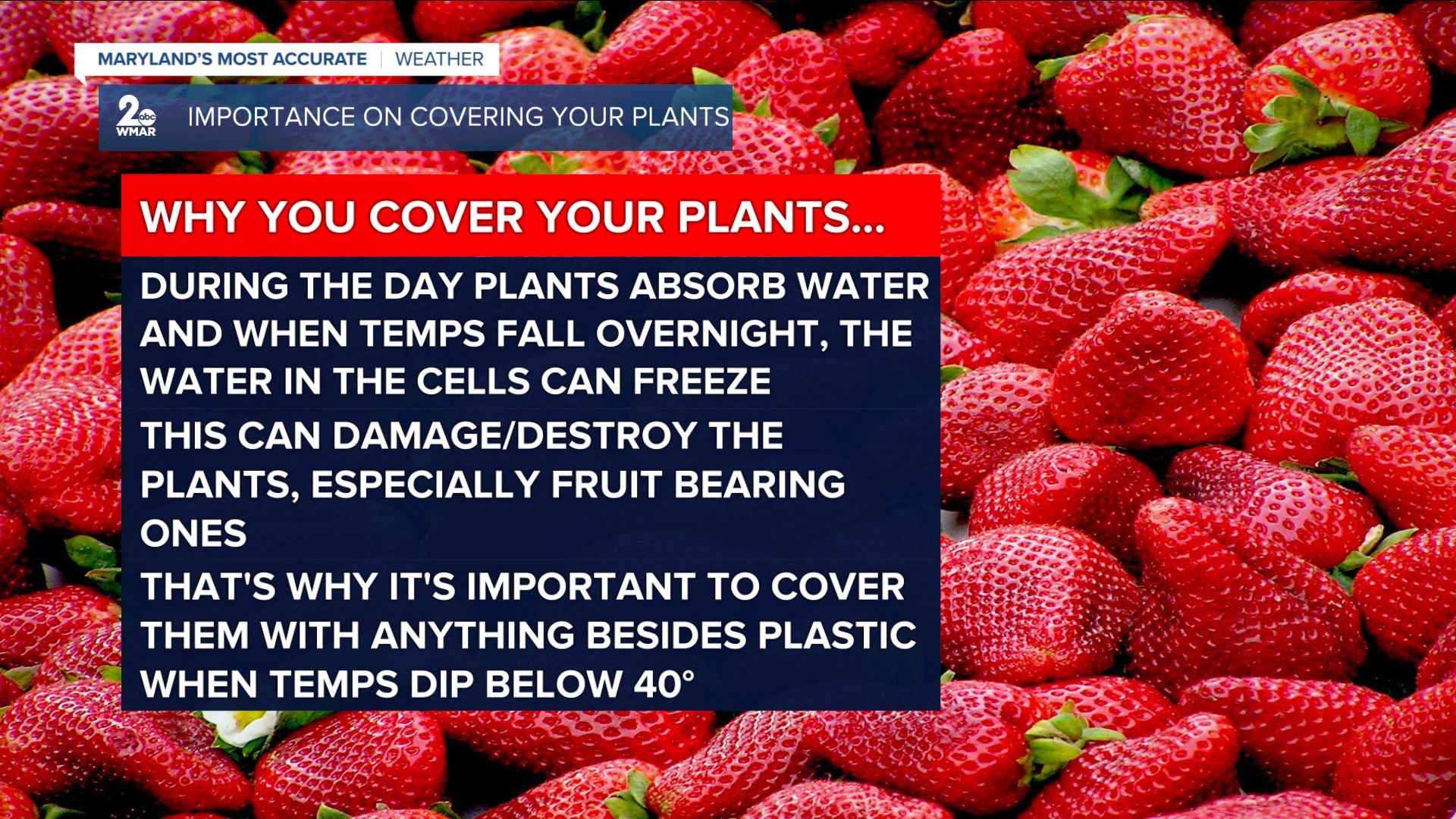 PLANTS