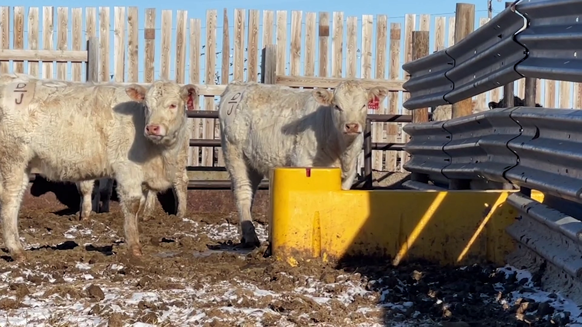 Cattle ranchers feeling the effects of winter drought