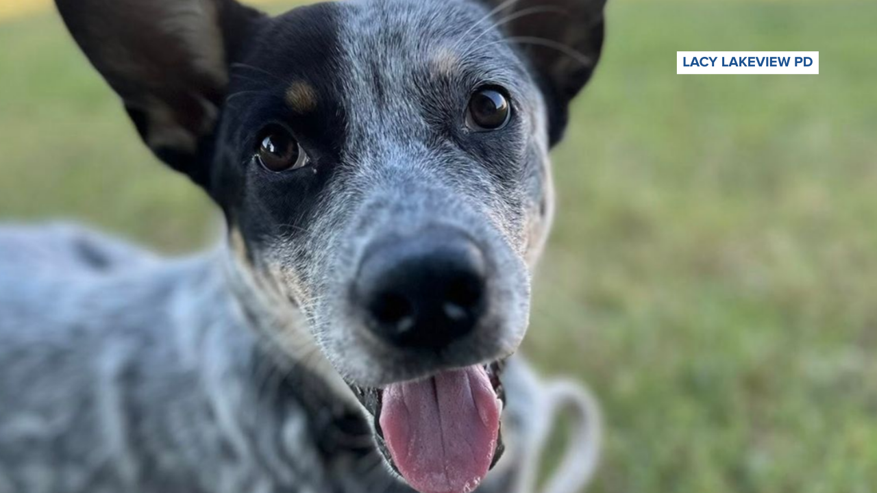 Lacy Lakeview PD Chase dog abuse adoption