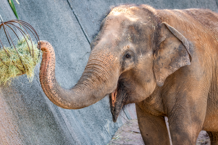 Sheena Asian Elephant Phoenix Zoo.jpg