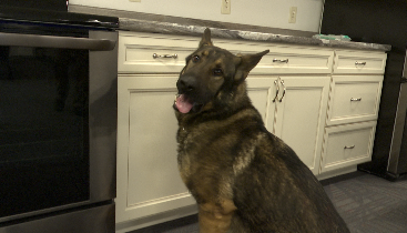 Fentanyl trained: Gallatin Valley K9 units learn new skill - Vimarsana News