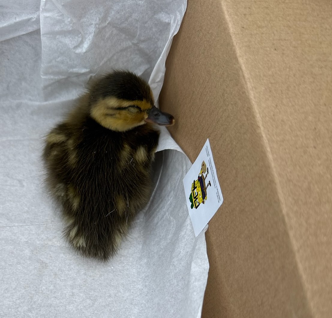 One lucky duckling.jpg