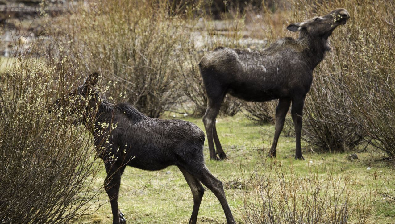 moose nps.jpg